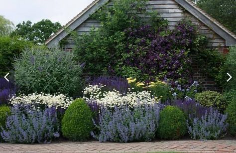 Anthemis Tinctoria, Box Balls, Border Garden, Salvia Nemorosa, Herbaceous Border, Dry Garden, Cottage Garden Design, Front Landscaping, Garden Shrubs