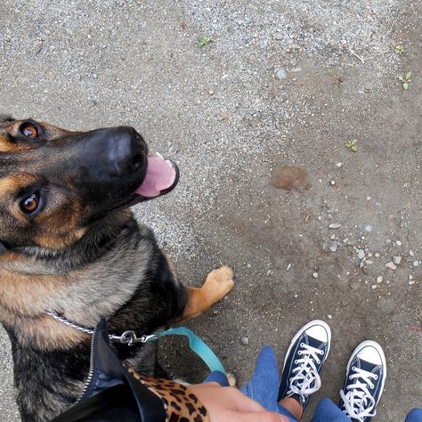 Out for a walk! Sierra my German Shepherd puppy German Shepherd Service Dog, Dog Walking German Shepherd, Baby German Shepherds, White German Shepherd, Coban, Foster Dog, Gsd Puppies, Dog Stories, Shepherd Puppies