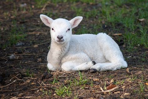 Sheep Photos, Sheep Cute, Hebrews 9, The Cutest Animals, Lion And Lamb, Albino Animals, Baby Sheep, Baby Lamb, Sheep And Lamb