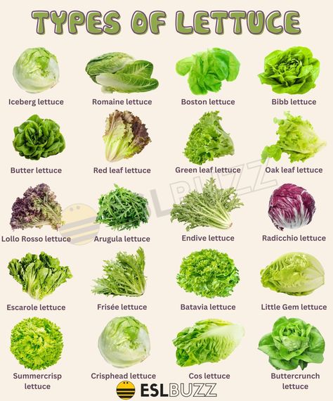 Types Of Lettuce For Salads, Different Types Of Lettuce, Lettuce Types, Lettuce Varieties, Types Of Salads, Fruits And Vegetables List, Salad Meals, Healthy Food Chart, Types Of Lettuce