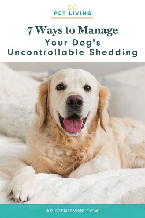 Stop Dog Shedding, Best Dog Supplements, Non Shedding Dogs, Pet Shed, Cat Nutrition, Pet Advice, Dog Nutrition, Muddy Paws, Dog Brushing