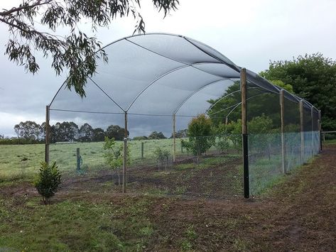 Orchard Netting Ideas, Veggie Garden Protection, Screened Greenhouse, Enclosed Orchard, Orchard Netting, Chicken Orchard, Home Orchard Layout, Home Veggie Garden, Enclosed Garden Structures