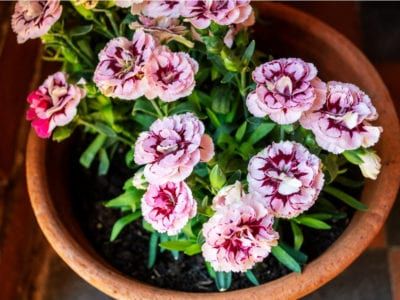 Growing Carnations, Carnation Plants, Dahlia Flower Garden, Dianthus Flowers, Spiritual Garden, Tattoo Plant, Inside Plants, Pink Plant, Flower Nail Designs