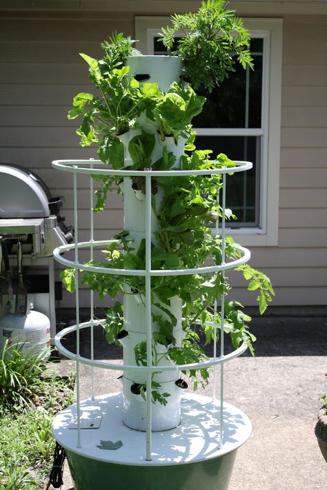 North side of the Tower Garden (Away from the sun) Tower Garden Juice Plus, Juice Plus Tower Garden, Tower Gardening, Chinese Elm Tree, Aeroponic Gardening, Hydroponic Tower, Hydroponics Gardening, Garden Tower, Vertical Farm