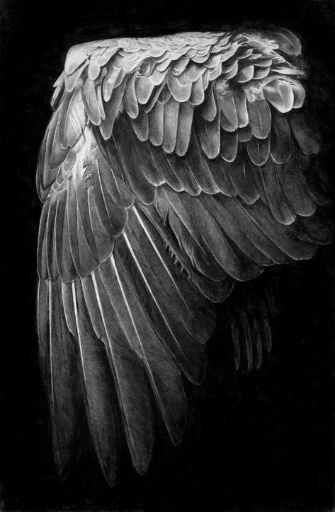 "Wing" is a beautifully detailed drawing of a blackbird's wing where you see the texture of the feathers.  Compliments any room but really brings a romance to a bedroom.  It also makes a unique gift. Title: Wing Size: 11x17 inches  Medium: charcoal on paper Modern Art - Realism drawing Signed front and Certificate of Authenticity LOOKING FOR MORE IDEAS? Check out my collection lorrierobertsonart.etsy.com or visit me at lorrierobertson.art  Thank you for visiting! Lorrie Robertson Copyright©Lorri Black And White Contrast Art, Charcoal Realism, Office Decor Boho, Nouveau Tattoo, Boho Artwork, Shading Drawing, Black And White Home, Black Paper Drawing, Bird Drawing