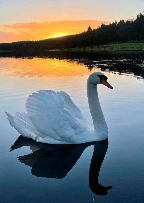 Beautiful Swan 🦢💞 Albert Bierstadt Paintings, Charcoal Picture, Swan Photography, Swan Pictures, Swan Painting, Mute Swan, Beautiful Swan, Lake Photography, Wolf Pictures