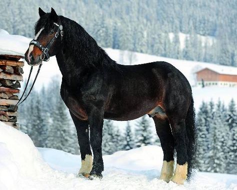 Noriker Horse, Draft Horse Breeds, Indian Horses, Horse Coats, Draft Horse, Cowboy Girl, Dream Horse, Horse Horse, All About Horses