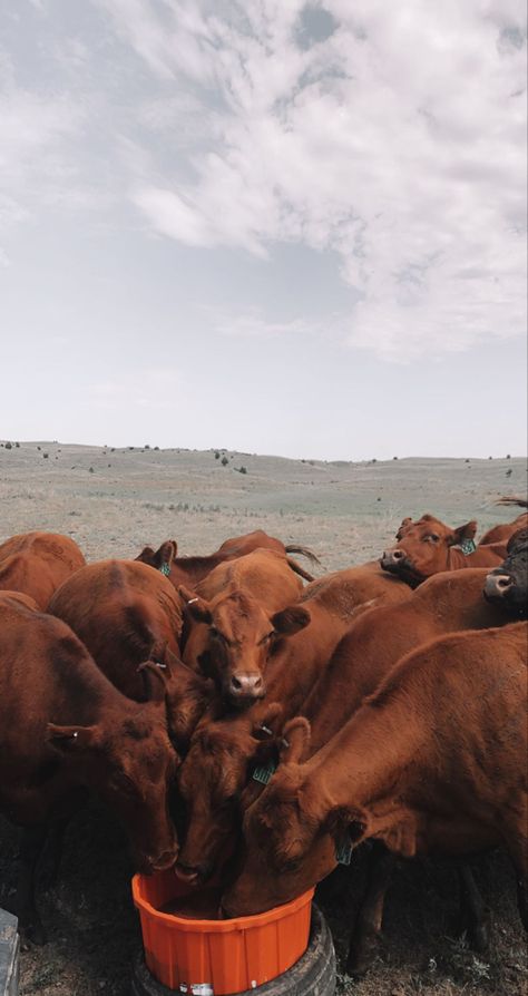 Punchy Lockscreen, Western Cow Wallpaper, Western Ios 16 Wallpaper, Country Aesthetic Wallpaper Iphone, Cute Cow Lockscreen, Cow Lockscreen, Cattle Aesthetic, Western Lockscreen, Cattle Wallpaper