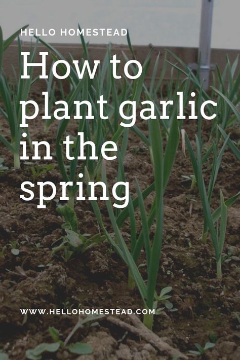 Planting Garlic In Spring, Garlic Gardening, When To Plant Garlic, Garden List, How To Plant Garlic, Hawaii Garden, Garden Allotment, Garlic Garden, Spring Garlic