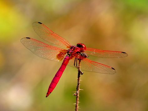 Crimson Marsh Glider (Trithemis aurora) is a species of dragonfly in the family Libellulidae. Taken at Kadavoor, Kerala, India. Red Insects, Red Dragonfly, Marketing Online Business, Dragon Flys, Dragonfly Dreams, Theme Nature, Dragonfly Art, Dragonfly Tattoo, Beautiful Bugs