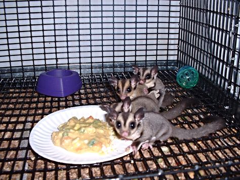 Sugar Gliders Sugar Glider Baby, Sugar Glider Food, Sugar Glider Pet, Schnoodle Dog, Small Monkey, Sugar Bears, Sugar Gliders, Different Diets, Human Babies