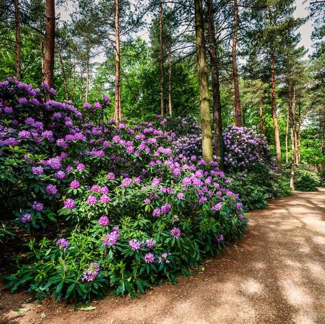 Shade Garden Design, Shade Flowers, Have Inspiration, Forest Garden, Beautiful Plants, Hardy Perennials, Woodland Garden, Flowering Shrubs, Pretty Plants