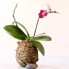 Kokedama Diy, Repotting Orchids, Orchids In Water, String Garden, Orchid Roots, Orchid Leaves, Growing Orchids, Orchid Pot, Moss Garden