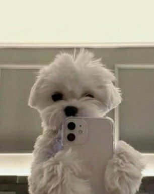 ❤❤ Cute Dog, White