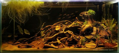 Blackwater aquascape in a Fluval F90 by Cory Hopkins. Blackwater Aquarium, Biotope Aquarium, Fish Tank Themes, Aquascape Design, Fresh Water Fish Tank, Reptile Tank, Fishing Room, Diy Aquarium, Aquascape Aquarium