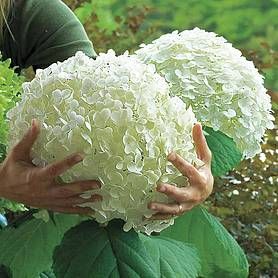 Hydrangea arborescens 'Giant Incrediball' plants | Thompson & Morgan Hydrangea Arborescens Incrediball, Growing Zucchini Vertically, Incrediball Hydrangea, Hydrangea Seeds, Spring Hill Nursery, Hydrangea Arborescens, Climbing Hydrangea, Growing Hydrangeas, Hydrangea Macrophylla