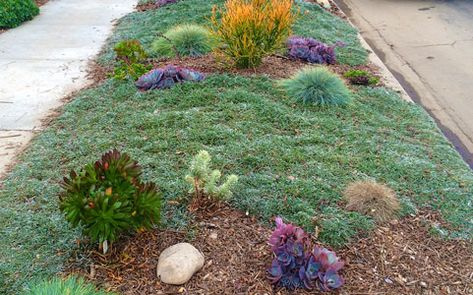 Three Lawn-Replacing Plants for the Southern California Landscape – Let's Talk Plants Zone 9 Landscaping California, Low Water Landscaping Front Yard, Southern California Landscaping, Dymondia Margaretae, Drought Tolerant Plants California, California Landscaping, Grass Alternative, Drought Resistant Landscaping, Low Water Landscaping