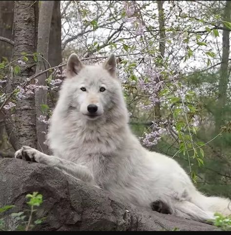 Zodiac Academy Seth, Seth Capella, Caroline Peckham, Wolf Clothing, The Reckoning, Werewolf Aesthetic, Wolf Images, Zodiac Academy, Arctic Wolf