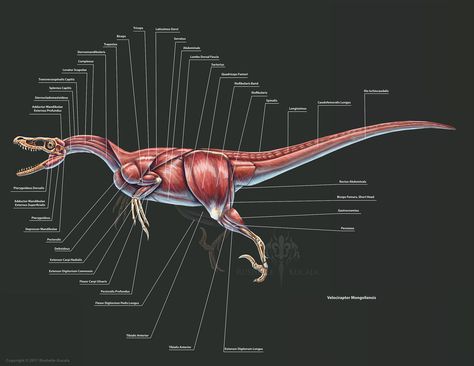 Rushelle.com - Velociraptor Anatomy Study Dinosaur Anatomy, Muscle Study, Creature Anatomy, Life In Pieces, Dinosaur Stuff, Ancient Kings, Hulk Art, Dino Art, Muscle Anatomy