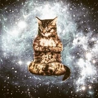 The key to all #style truly comes from #selfawareness Stacy London #enjoy your #journey wherever you #find #yourselves Galaxy Cat, Silly Cats Pictures, Silly Animals, Space Cat, Cat Quotes, Silly Pictures, Silly Cats, All About Cats, Pics Art