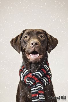 A pretty chocolate lab! Christmas dog photography! Christmas Dog Photography, Dessert Holiday, Dog Christmas Pictures, Desserts Christmas, Christmas Easy, Cheesecake Dip, Quick Dessert, Cherry Cheesecake, Dog Photoshoot