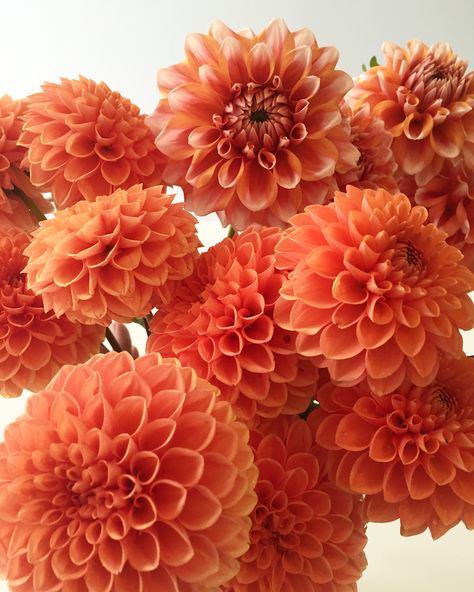 Orange Dalia, Allotment Flowers, Dahlia Orange, Dalia Flower, Orange Dahlias, Apricot Flowers, October Wedding Flowers, Orange Dahlia, Flower Elements