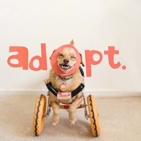 Adorable Dog with Underbite Leads Campaign to Promote the Adoption of Disabled Pets - My Modern Met Puppy Things, Pet Projects, Adoption Day, Boredom Busters, Pet Day, Animal Projects, Puppy Adoption, Sporting Dogs, Pit Bulls