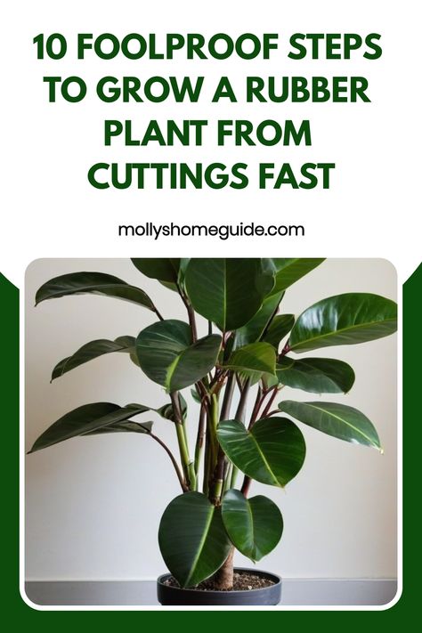 Learn the simple steps on how to grow a rubber plant from cuttings effortlessly. Follow our comprehensive guide to propagate your beautiful rubber plant for a thriving indoor garden. Discover the secrets to successful propagation and enjoy watching your new plants thrive and grow with ease. Start your plant journey today! Rubber Tree Plant, Rooting Hormone, Rubber Plant, Rubber Tree, Root Growth, New Growth, Potting Soil, Green Space, How To Grow