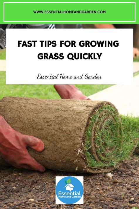 Fast Tips for Growing Grass Quickly Grow Grass Fast, Grass Seed Types, Landscape Tips, Affordable Backyard Ideas, Cheap Landscaping Ideas, Growing Grass, Cheap Backyard, Aerate Lawn, Lawn Care Tips