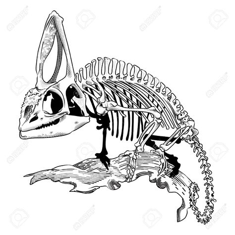 Chameleon Skeleton Drawing, Chameleon Skeleton Tattoo, Lizard Skeleton Tattoo, Sketches Skeleton, Chameleon Skull, Chameleon Skeleton, Lizard Skeleton, Chameleon Tattoo, Art Deco Ideas