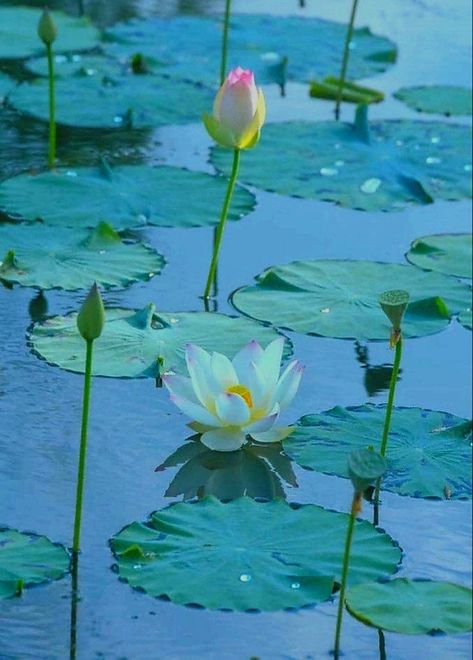 Water Lily Aesthetic Wallpaper, Water Lilies Art, Willa Cather, Hillside Garden, Water Lily Pond, Lily Garden, Pink Flowers Wallpaper, Iphone Wallpaper Landscape, Water Aesthetic