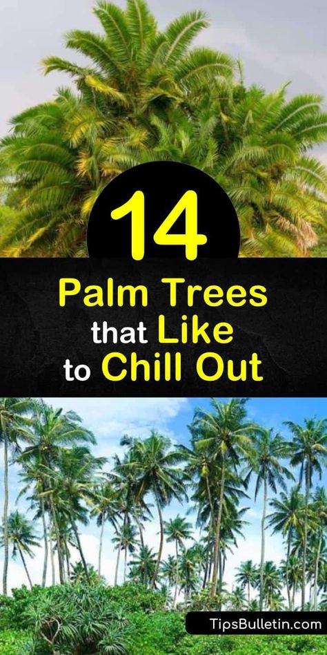 Bring the tropics to your home with the sabal palm, needle palm pindo palm, dwarf palmetto, and other trees with built-in cold hardiness that they’ve obtained over years of adaptations. Your yard can have a Mediterranean feel even if you live in northern regions. #cold #hardy #palm #trees Pindo Palm, Needle Palm, Bismarck Palm, Chinese Fan Palm, Cold Hardy Palm Trees, European Fan Palm, Sabal Palm, Mexican Fan Palm, Covered Backyard