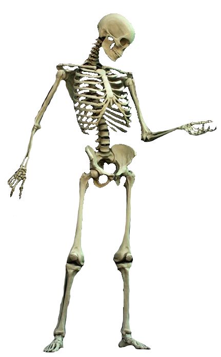 Skeleton Png, Human Skeleton, Skeleton, Human