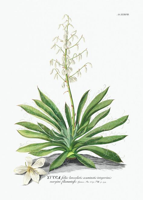 Yucca Illustration, Yucca Flower, Yucca Plant, Free Illustration Images, Botanical Illustration Vintage, Cactus Wall Art, Cleveland Museum Of Art, Vintage Drawing, Plant Drawing