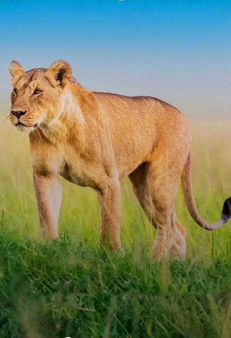 Lionesses in grassland | Wild life photography | Dr Nilesh Mori Lioness Wallpapers, Grassland Animals, Wild Life, Life Photography, Hd Wallpapers, Wildlife Photography, Hd Wallpaper, Follow Me, Wallpapers