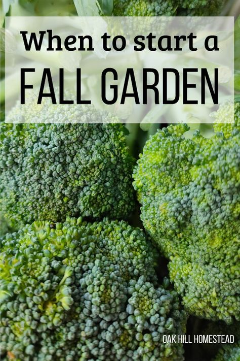 Homestead Garden Layout, Fall Garden Planting, Planting Dates, Fall Crops, Tattoo Plant, Vegetable Plants, Homestead Gardens, When To Plant, Fall Vegetables