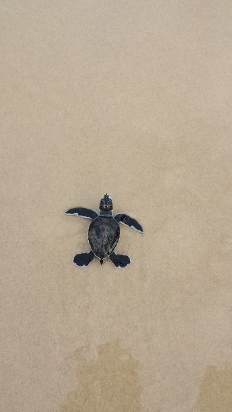 Baby turtles hatching on Straddie Turtles Hatching, Turtle Hatching, Stradbroke Island, Turtle Beach, Phone Ideas, Baby Turtles, 2024 Vision, Tattoo Idea, Island Life