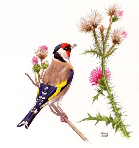 European Goldfinch Tattoo, Tattoo Birds, European Goldfinch, Calendar 2023, Watercolor Flower Art, Insect Art, Porcelain Art, Goldfinch, Botanical Drawings