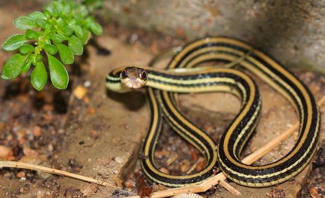 Can Identify These Texas Snakes? [QUIZ] Texas Snakes, Baby Snakes, Texas Baby, Garter Snake, North American Wildlife, Snake Wallpaper, Western United States, Snake Venom, Pet Snake