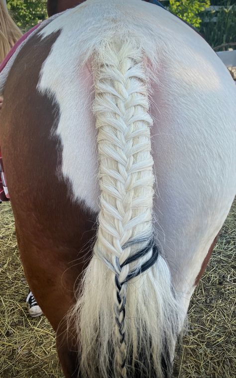 I did this braid on my friends horse Liberty. She has the prettiest waves in her mane and tail!🐴✨ Horse Liberty, Mane Braids, Horse Braids, Horse Mane Braids, Tail Hairstyles, Horse Hair Braiding, Horse Braiding, Tail Hairstyle, Tail Braids