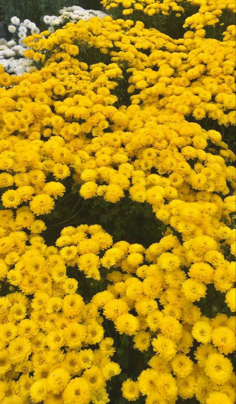 1000 Yellow Daisies, Daisies Aesthetic, The Last, Yellow Daisy, Yellow Daisies, Gilmore Girls, Yellow Flowers, Birthday Ideas, Daisy