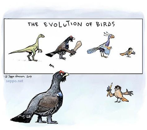 The evolution of birds, keywords:  birds evolution Capercaillie Wood Grouse… Siberian Jay, Birds Cartoon, Computer Drawing, Painting Class, Evolution, Jay, Birds, Lost, Humor