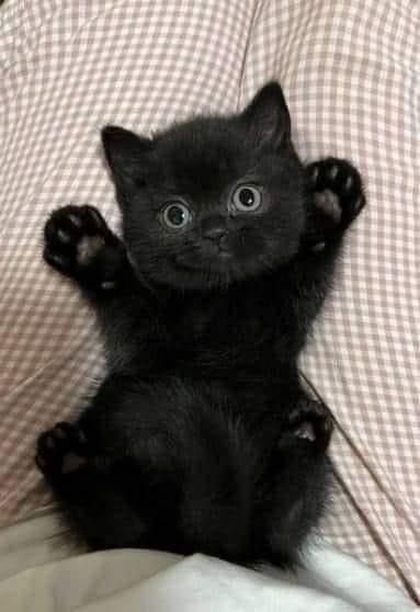 Silly Cats Pictures, Cute Cats Photos, Black Kitten, Cute Black Cats, Silly Animals, Cute Animal Photos, Cute Cats And Kittens, Funny Cute Cats