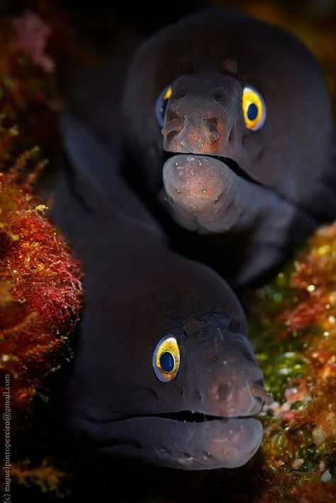 Cool Sea Creatures, Moray Eel, Underwater Animals, Deep Sea Creatures, Beautiful Sea Creatures, Underwater Creatures, Aquatic Animals, Phish, Silly Animals