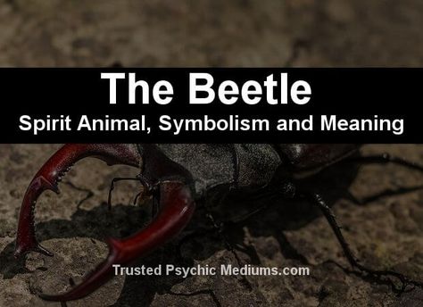 The Scarab Beetle Spirit Animal - A Guide to Meaning and Symbolism. Beetle Spirit Animal Meaning, Scarab Beetle Tattoo Meaning, Beetle Tattoo Meaning, Scarab Beetle Meaning, Beetle Spiritual Meaning, Beetle Symbolism, Druid Shaman, Scarab Beetle Tattoo, Scarab Tattoo