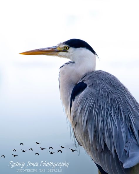 Grey Heron ‘Ardea cinerea’ - @canonuk M50 Mark II - EF-EOS M Adapter (@viltrox.official) - 150-600mm f/5.0-6.3 DG OS HMS (@sigmauk) - ISO640 - f/6.3 - 1/1000s - Edited with @lightroom #photography #photographer #canonuk #canonphotography #canonphotographers #sigma #sigmalens #viltrox #canoncamera #wildlife #wildlifephotography #wildlifeplanet #wildlifeconservation #wildlifephotographer #wildlifelovers #canonuk #canonphotography #morebirdpics #british_wildlife_hub #britishwildlifehub... Heron Photography, Lightroom Photography, Grey Heron, British Wildlife, Canon Camera, Wildlife Conservation, Canon Photography, Wildlife Photography, Lightroom