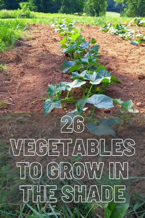 Vegetables Growing, Tattoo Plant, Vegetables To Grow, Vegetable Plants, Vegetable Garden Planning, Vegetable Garden Diy, Backyard Vegetable Gardens, Gardening Vegetables, Plants Growing