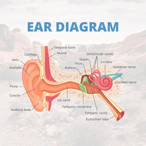 👂 The human ear is a marvel of natural engineering. Not only does it allow us to hear what is happening in the world around us, but it also enables us to stand, walk on two legs, and even juggle (well, some of us).⁣ ⁣ ⁣ ⁣ ⁣ ⁣ ⁣ #medical #ear #earache #sinusdoctor #entdoctor #earnoseandthroat #otorhinolaryngonlogist #vegaslocal #earproblem #blockedear #diagram #sinusgraphic #doctor #science #anatomy #humanbody #hear Organ Chart, Sense Organs Chart, Human Ear Diagram, Nurse Charting, Ear Diagram, Charting For Nurses, Ear Anatomy, Deaf Awareness, Sinus Problems