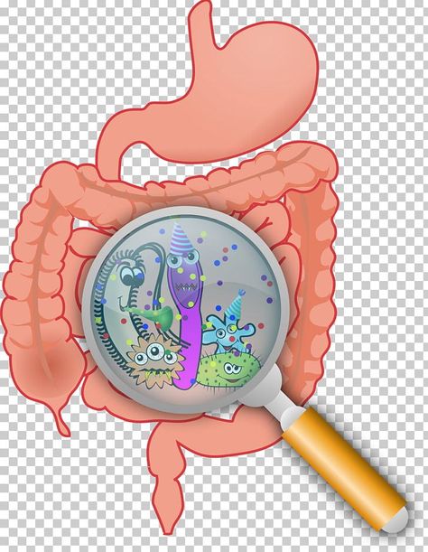 Small Intestine Bacterial Overgrowth, Hashimotos Disease, Gut Flora, Flora Intestinal, Gaps Diet, Lactobacillus Acidophilus, Gut Microbiota, Natural Antibiotics, Irritable Bowel