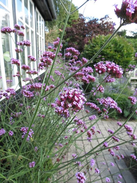 Kæmpejernurt - sommerfugle elsker dem Verbena Bonariensis, Persian Garden, Beautiful Home Gardens, Cottage Garden Design, Cottage Garden Plants, Garden Arbor, Have Inspiration, City Garden, Natural Garden